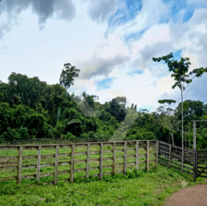 Fazenda a venda em Alenquer PA