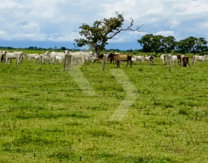 Fazenda a venda em Araguaiana MT