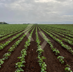 Fazenda a venda em Curralinhos PI