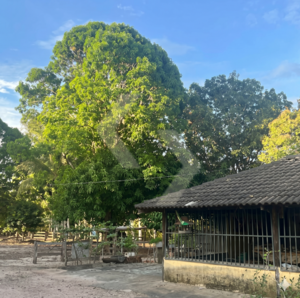 Fazenda a venda em Goiatins TO