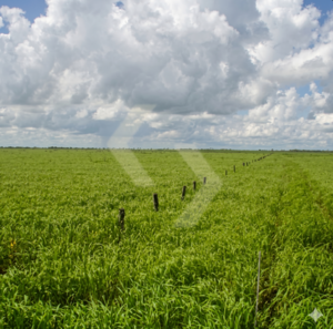 Fazenda a venda em Novo São Joaquim MT