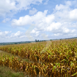 Fazenda a venda em Santarém PA