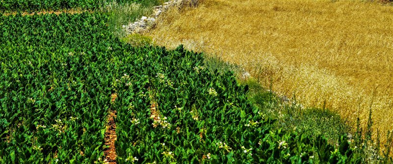 Propriedade Rural e Haras 180 Hectares de Alto Padrão - Sul de Minas